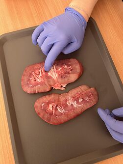 Zajęcia z anatomii ciała